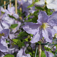 Клематис крупноцветковый Блекитни Аниол