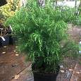 Криптомерия японская Elegans Viridis 