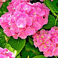 Гортензия крупнолистная Forever ever pink