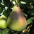 Груша Россошанская ранняя Груша Россошанская ранняя